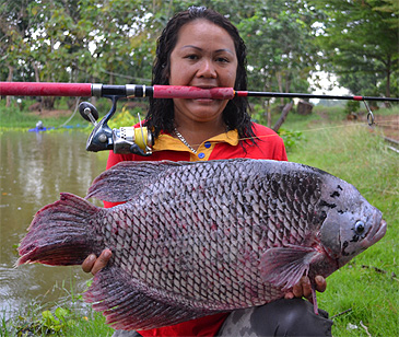 2390_Palm Tree Lagoon Fishing Park_Giant Gourami_Osphronemus goramy.jpg